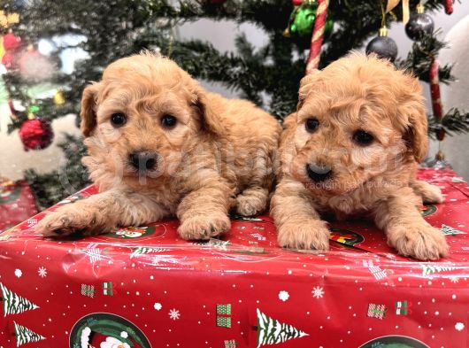 Maltipoo Bebeklerim görsel