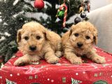 Maltipoo Bebeklerim