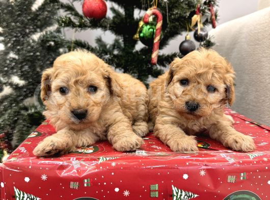 Maltipoo Bebeklerim görsel