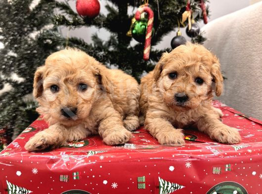 Maltipoo Bebeklerim