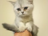Show Kalite Kar Topu Silver