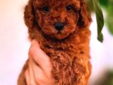 KORE TOY POODLE MİNİKLER