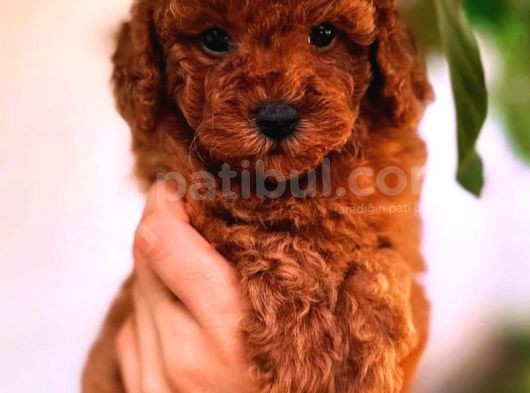 Kore Toy Poodle Mi̇ni̇kler
