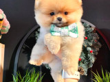 SECERELİ POMERANİAN BOO BEBEKLER