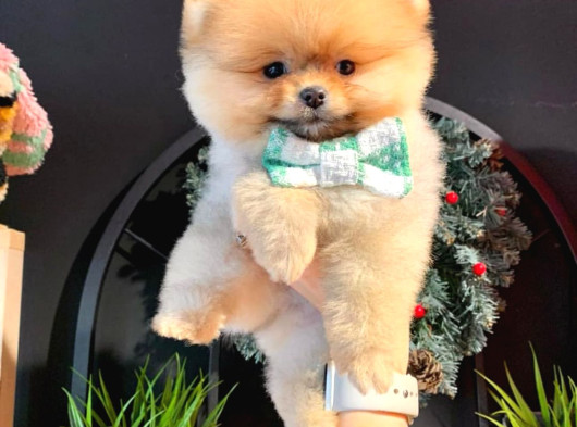 Secereli̇ Pomerani̇an Boo Bebekler