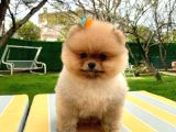 Secereli̇ Pomerani̇an Boo Bebekler
