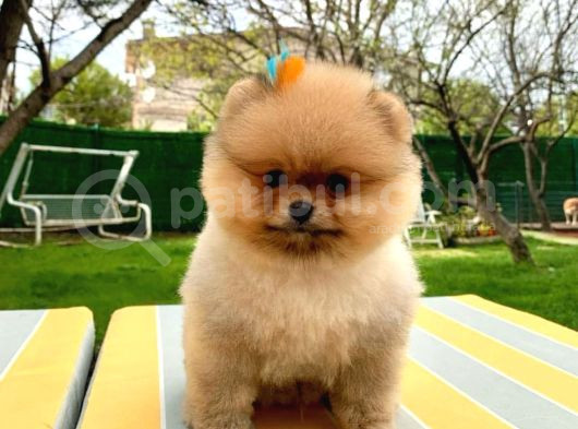 Secereli̇ Pomerani̇an Boo Bebekler görsel
