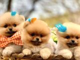 Secereli̇ Pomerani̇an Boo Bebekler