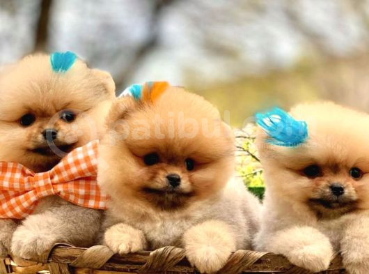 Secereli̇ Pomerani̇an Boo Bebekler görsel
