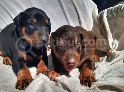 İri Yapılı Doberman Yavrular görsel