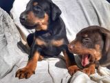 İri yapılı doberman yavrular