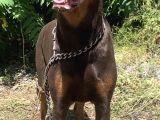 İri Yapılı Doberman Yavrular