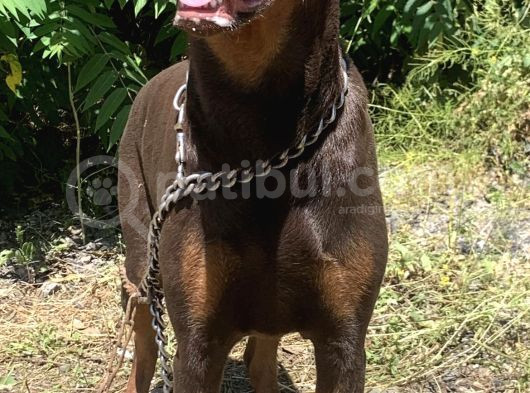 İri Yapılı Doberman Yavrular görsel