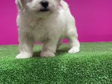 Maltese Terri̇er Yavru