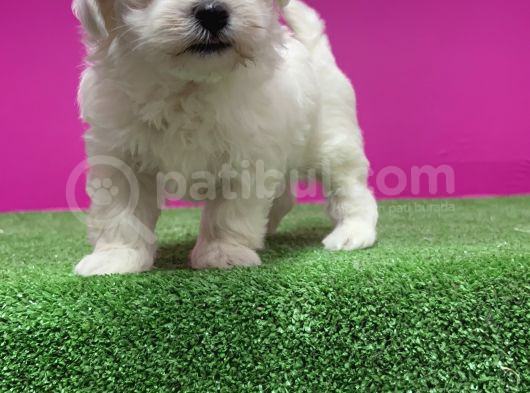 Maltese Terri̇er Yavru görsel