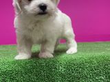 Maltese Terri̇er Yavru