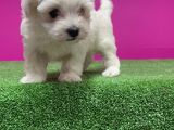 Maltese Terri̇er Yavru