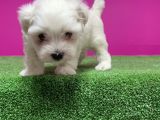 MALTESE TERRİER YAVRU