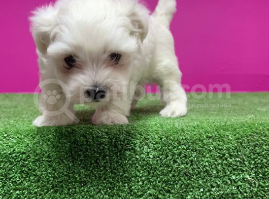 Maltese Terri̇er Yavru