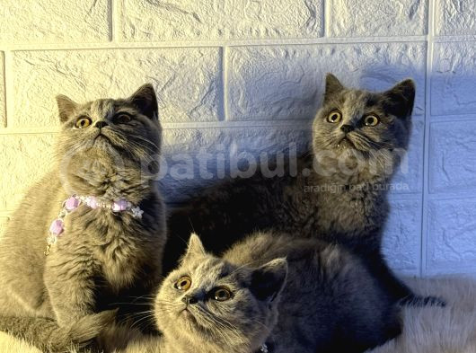 Uyguna Gri Ve Lilac Yavru Britishler görsel