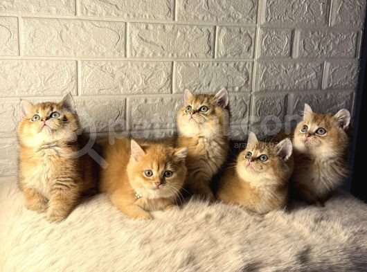 Golden British Bebekler 4 Adet görsel