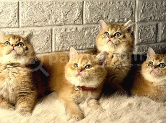 Golden British Bebekler 4 Adet