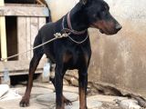 İri Yapılı Doberman Yavrular