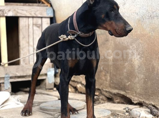 İri Yapılı Doberman Yavrular görsel