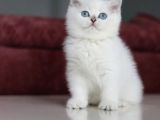 Mutluluk Verici Güzelliğiyle Silver British Short Hair