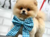 TEDDY BEAR POMERANİAN YAVRULAR
