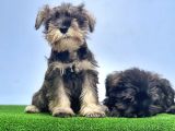 schnauzer yavru