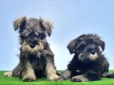 Schnauzer Yavru