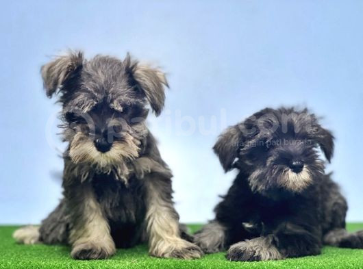 Schnauzer Yavru görsel