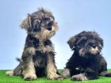 Schnauzer Yavru