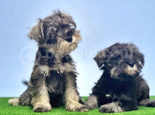 Schnauzer Yavru görsel