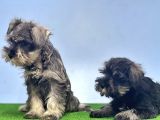 Schnauzer Yavru