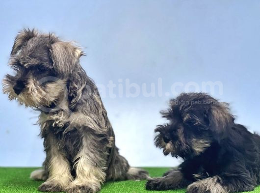 Schnauzer Yavru görsel