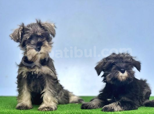 Schnauzer Yavru görsel