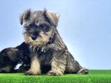 Schnauzer Yavru