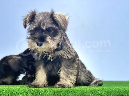 Schnauzer Yavru görsel