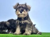 Schnauzer Yavru