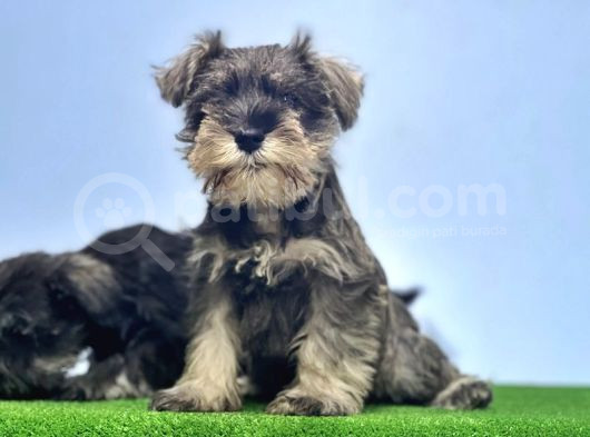 Schnauzer Yavru görsel
