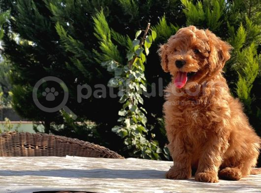 Toy Poodle Yavru görsel