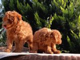 Toy Poodle Yavru