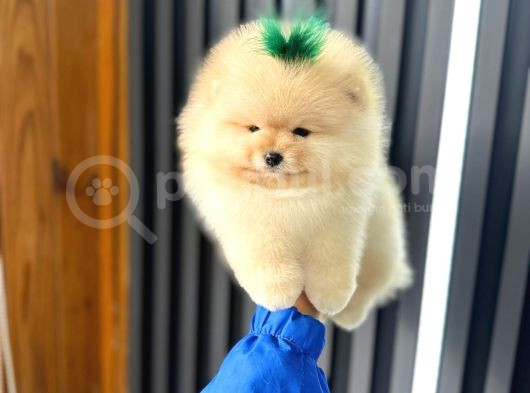 Safkan Teddy Bear Oğlumuz görsel