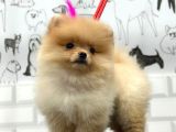 TEDDY BEAT POMERANİAN BEBEKLER