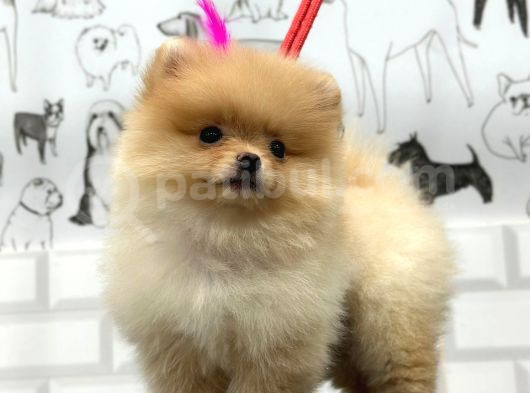 Teddy Beat Pomerani̇an Bebekler
