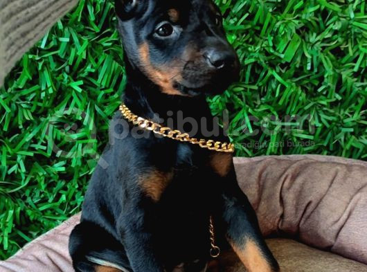 King Doberman Yavrularımız Sizlerle