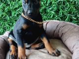 King Doberman Yavrularımız Sizlerle
