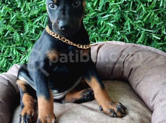 King Doberman Yavrularımız Sizlerle görsel